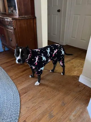 Penelope