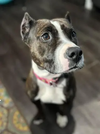 Penelope