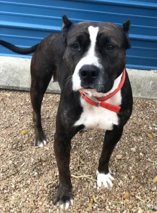Penelope