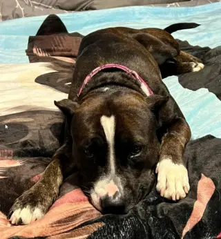 Penelope