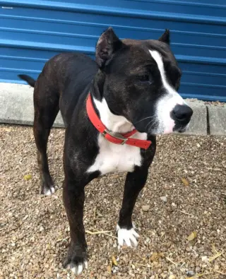 Penelope