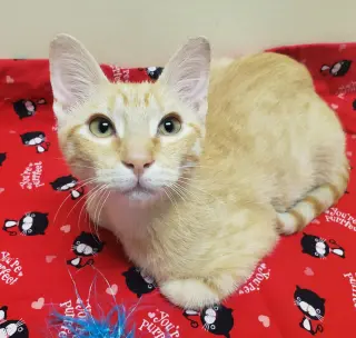 Noel #lap-kitty-bed-buddy