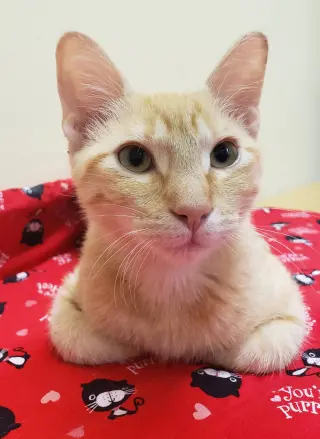 Noel #lap-kitty-bed-buddy