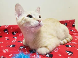 Noel #lap-kitty-bed-buddy