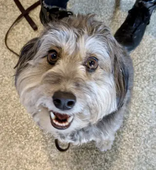 Benji