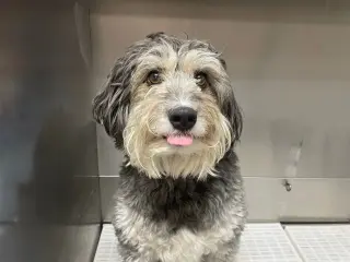 Benji