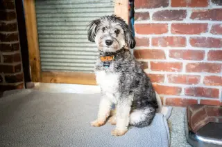 Benji