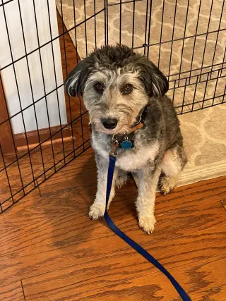 Benji
