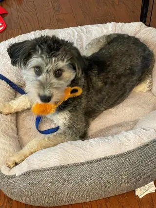 Benji