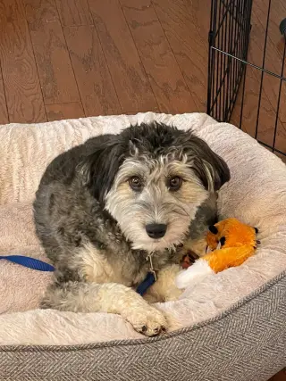 Benji