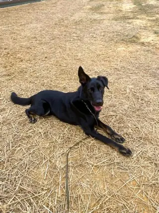 Sargeant