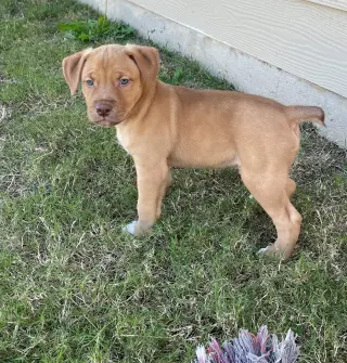 Tex
