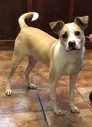 Koda