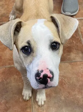 Koda
