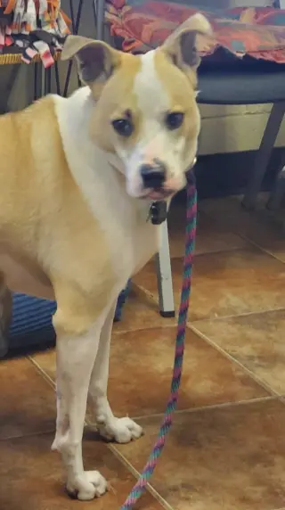 Koda