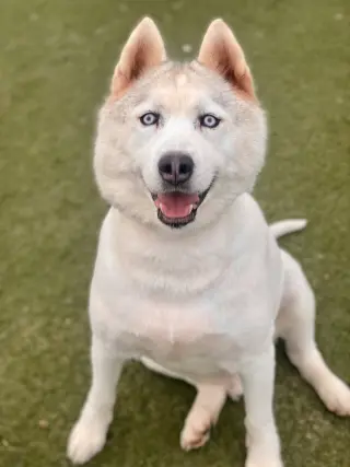 Jay *Courtesy Post TC*