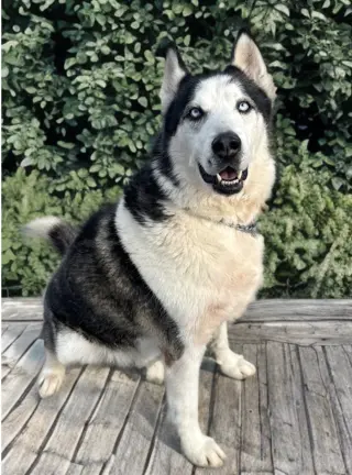 Axel