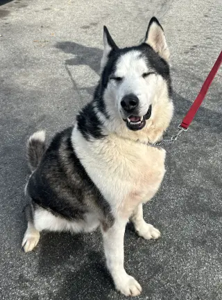 Axel