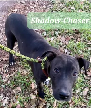 Shadow-Chaser