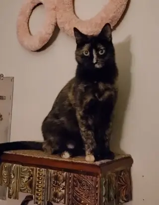 Adele ~BONDED WITH HALLE BERRY~ Shop Cats
