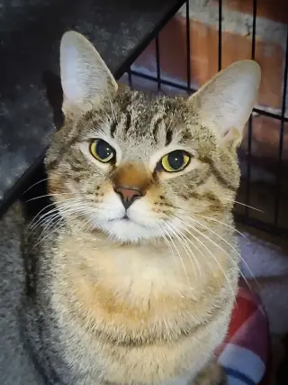 Sammy