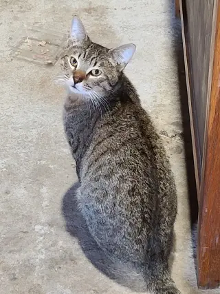 Sammy