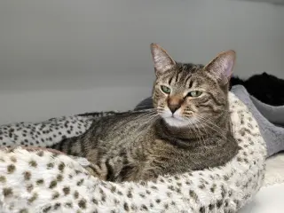 Sammy