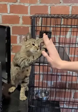 Sammy