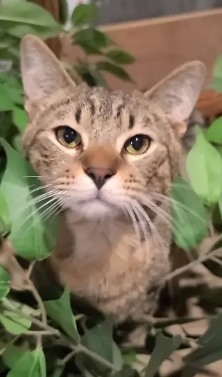 Sammy