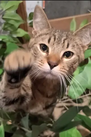 Sammy