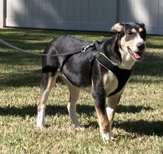 Xena