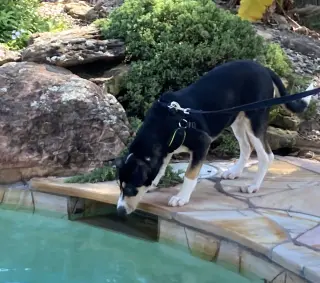 Xena