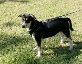 Xena