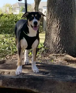Xena