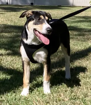 Xena