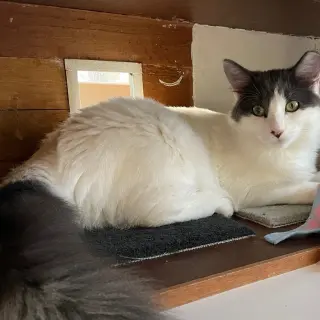 Emmy