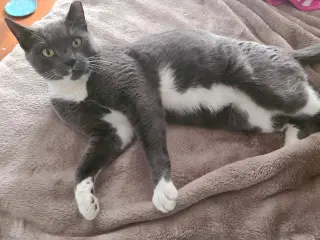 Suki