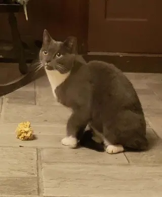 Suki