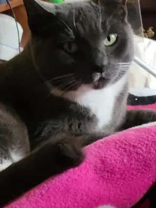 Suki