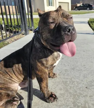 Franklin