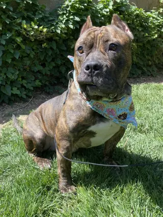 Franklin