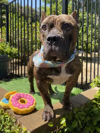 Franklin