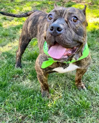 Franklin