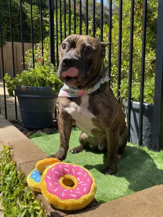 Franklin