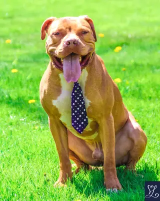 Bruno