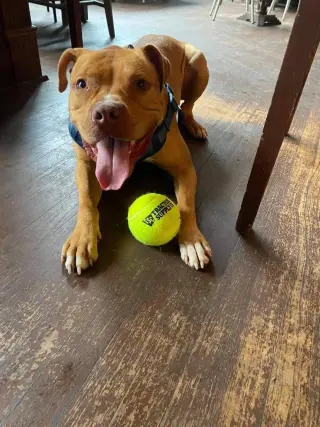 Bruno