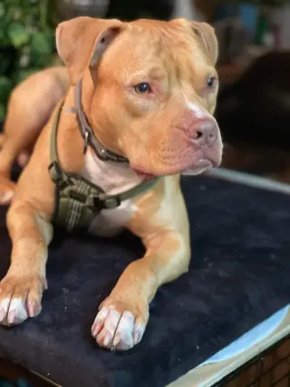 Bruno