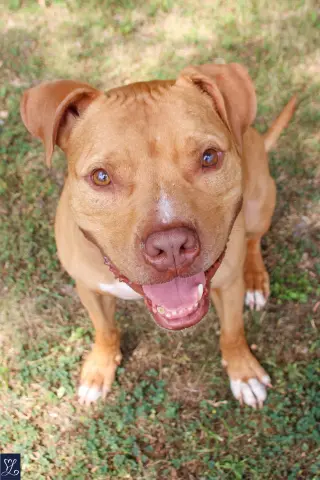 Bruno