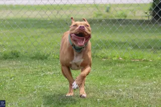 Bruno