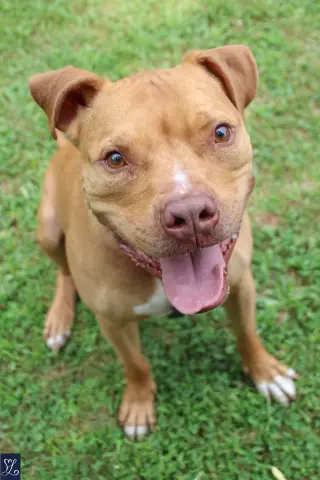 Bruno